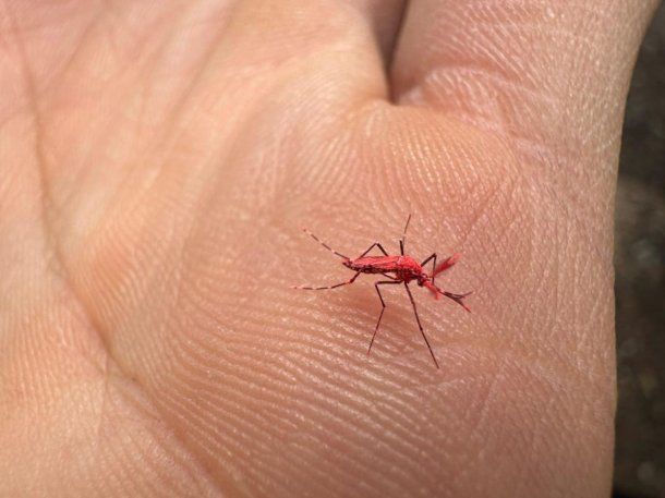 LIBERAN MOSQUITOS ROJOS PARA COMBATIR AL DENGUE: CÓMO ES LA TÉCNICA DE PREVENCIÓN