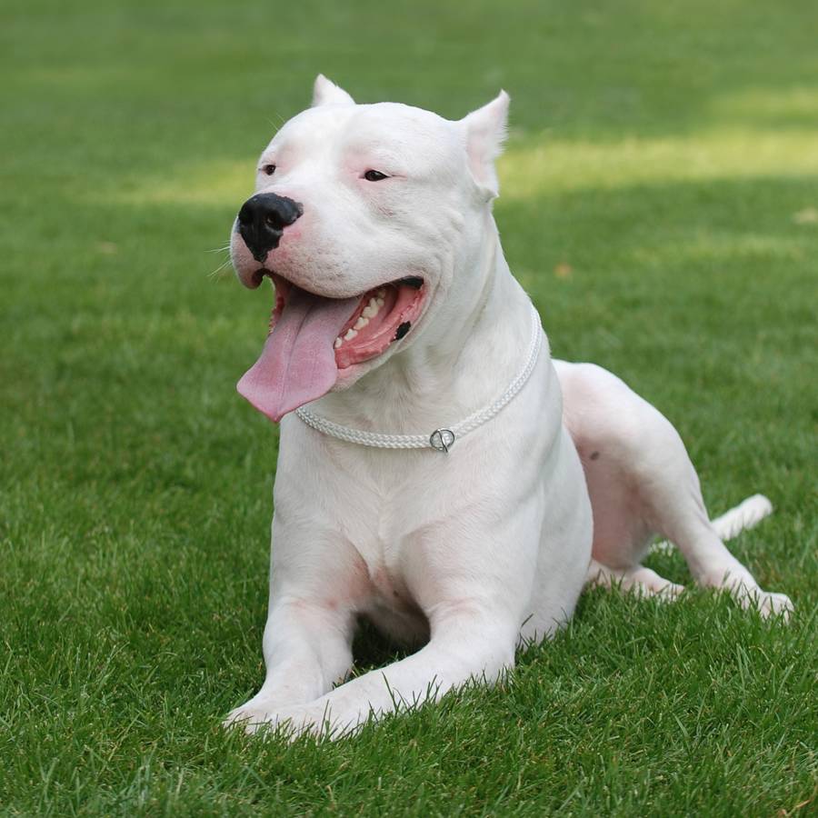 TRAGEDIA EN SANTA TERESITA: UN DOGO ARGENTINO ATACÓ Y MATÓ A SU DUEÑA