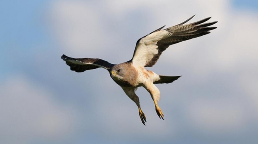 SAN CLEMENTE RECIBE UNA NUEVA EDICIÓN DEL FESTIVAL DE BIENVENIDA A LAS AVES MIGRATORIAS