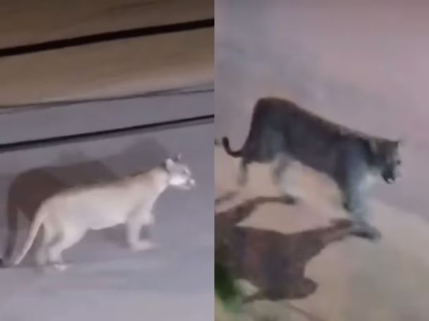 UN PUMA RECORRIÓ CON CALMA LAS CALLES DE VALERIA DEL MAR Y SORPRENDIÓ A LOS VECINOS UN PUMA RECORRIÓ CON CALMA LAS CALLES DE VALERIA DEL MAR Y SORPRENDIÓ A LOS VECINOS