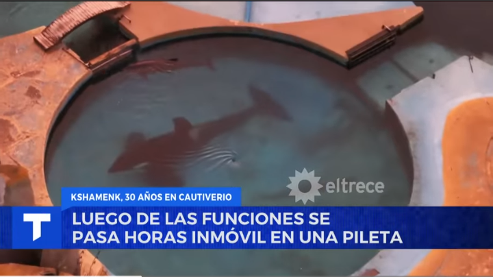 MURIÓ KSHAMENK: EL INFORME DE TELENOCHE QUE, DOS AÑOS ATRÁS, ADVERTÍA SOBRE SU ENCIERRO