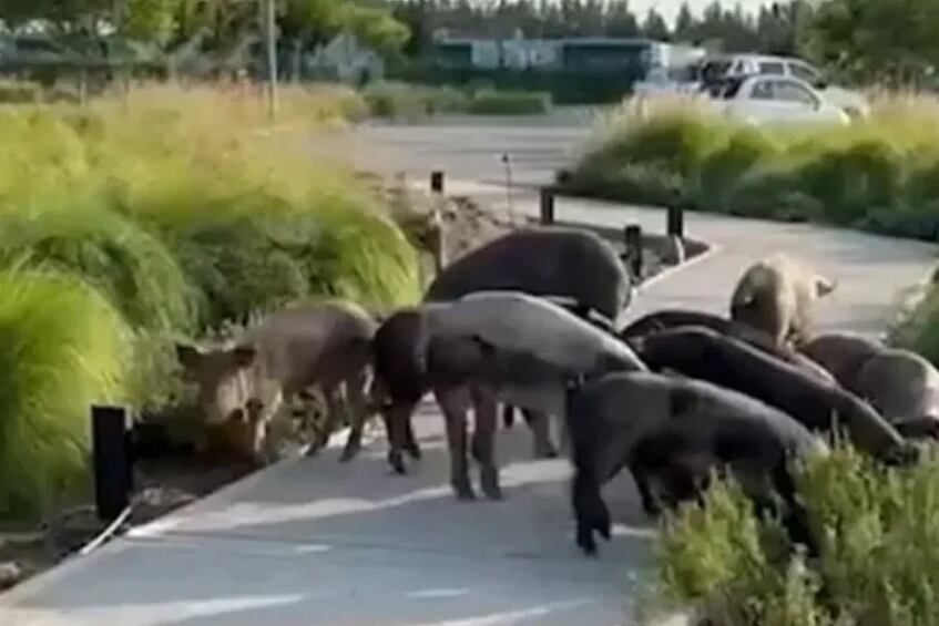 EN PLENO DEBATE POR LA EXPULSIÓN DE LOS CARPINCHOS, APARECIERON CHANCHOS SALVAJES EN NORDELTA