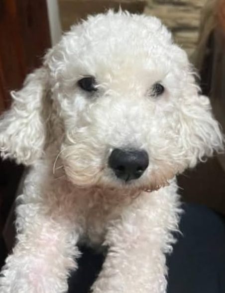 APARECIÓ “CLARITA” Y YA ESTÁ JUNTO A SU FAMILIA EN SAN CLEMENTE DEL TUYÚ