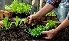 LA HUERTA CASERA, UNA SALIDA. ¿TENDREMOS LA DECISIÓN Y LA VOLUNTAD PARA CONCRETARLA? post thumbnail image