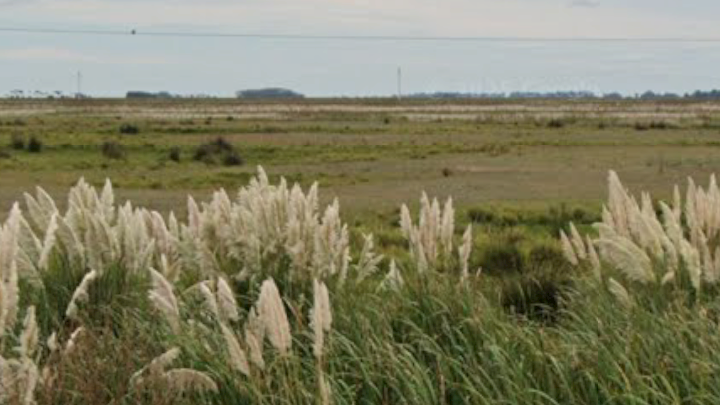 HALLARON UN CUERPO EN COSTA DEL ESTE DURANTE UN OPERATIVO DE RASTRILLAJE