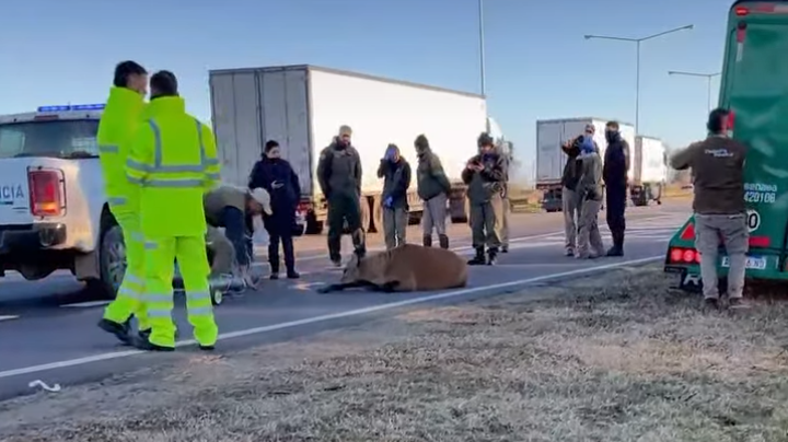 RESCATAN A UN CIERVO DE LOS PANTANOS HERIDO TRAS SER ATROPELLADO EN LA PANAMERICANA post thumbnail image