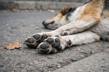 MISTERIO EN BOLÍVAR: INVESTIGAN LA MUERTE DE MÁS DE 80 PERROS ENVENENADOS Y BUSCAN AL RESPONSABLE post thumbnail image