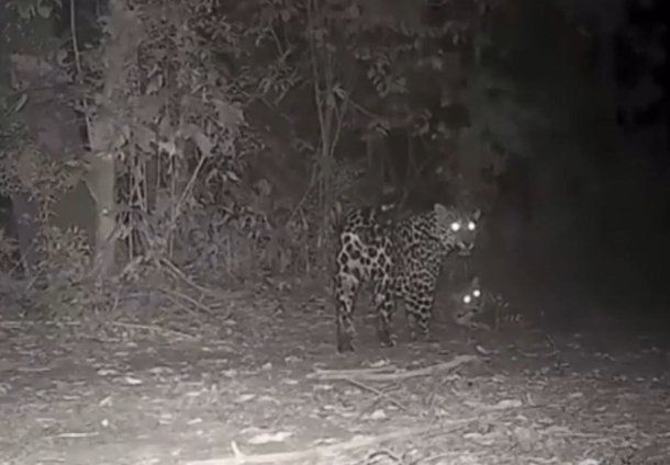 LA YAGUARETÉ APEPÚ Y SU CRÍA FUERON CAPTADAS JUGANDO EN MISIONES