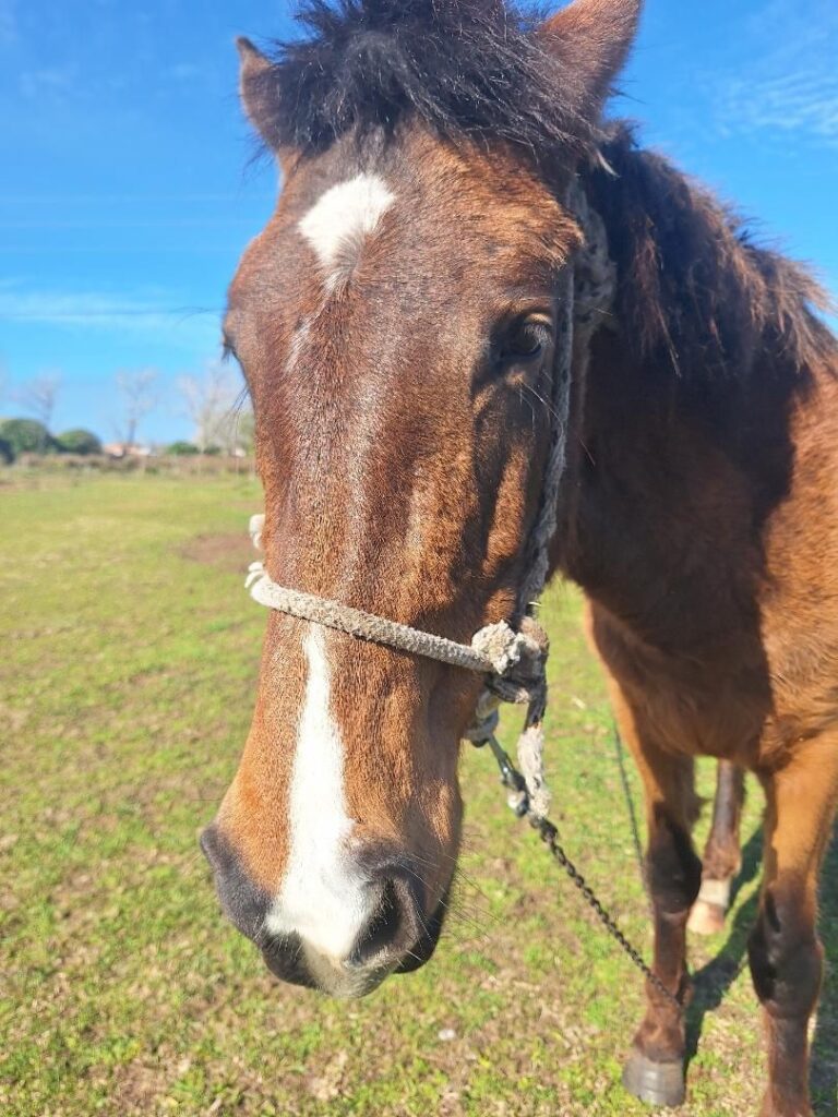 BUSCAN A UNA YEGUA DESAPARECIDA EN SAN CLEMENTE BUSCAN A UNA YEGUA DESAPARECIDA EN SAN CLEMENTE